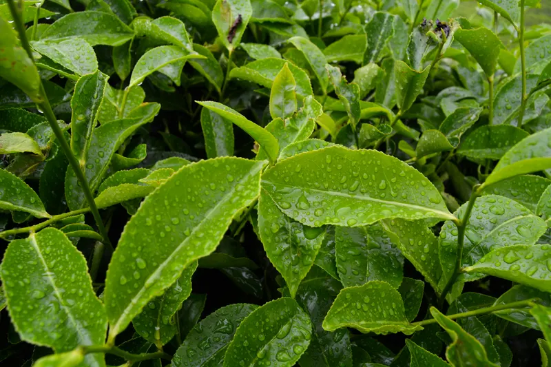 Green tea leaves, Camellia Sinensis
