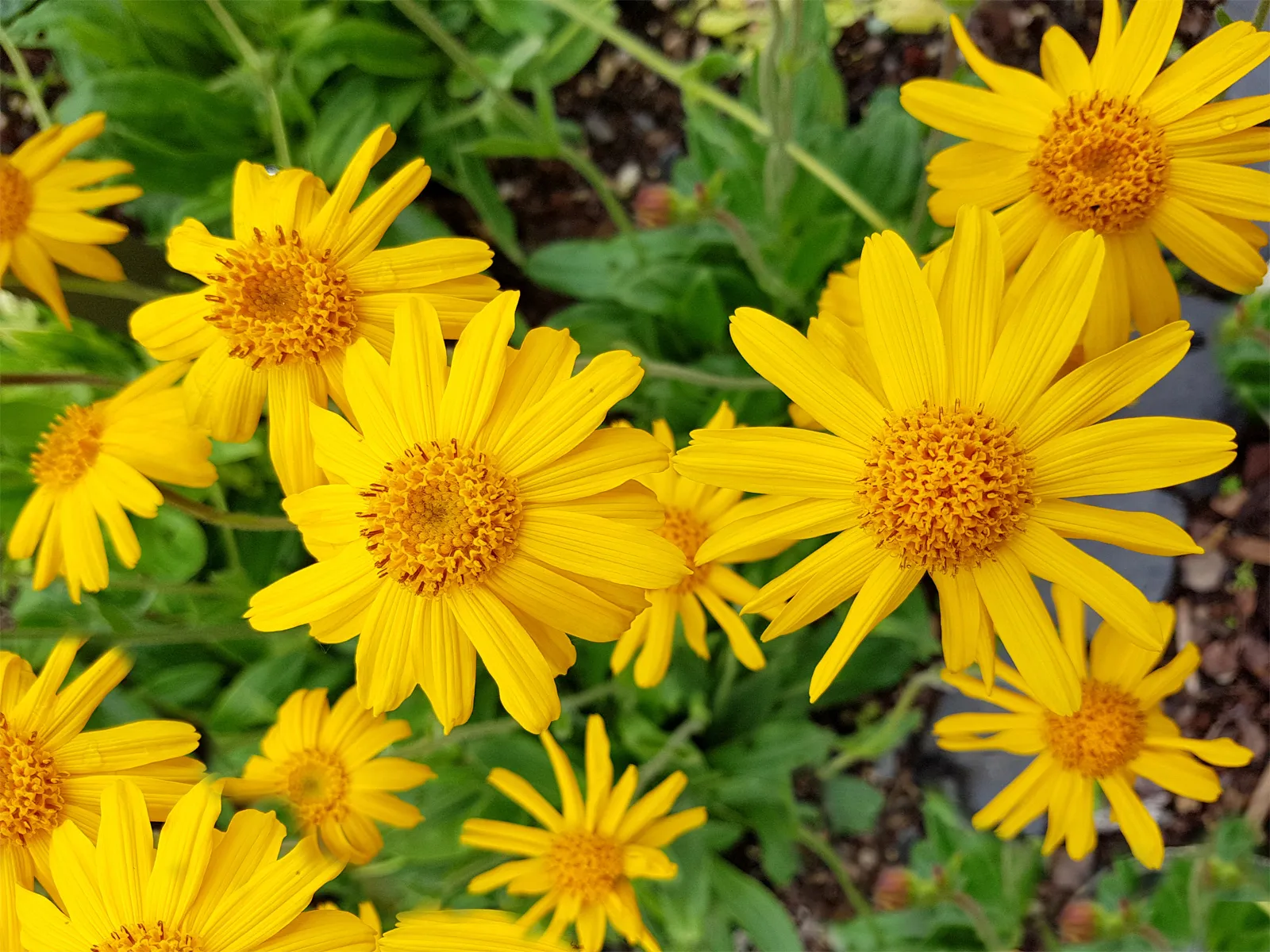 Arnica Montana flowers