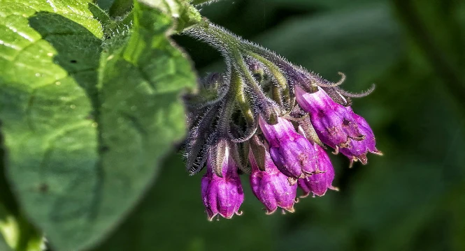Comfrey flower, natural source of Allantoin