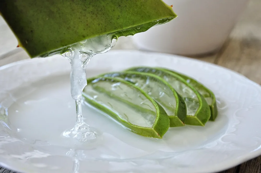 Aloe Vera plant